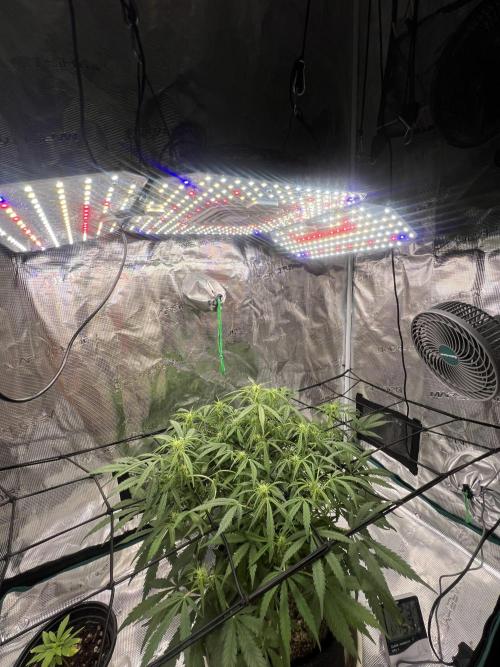 TROPICANA COOKIES. Week 7