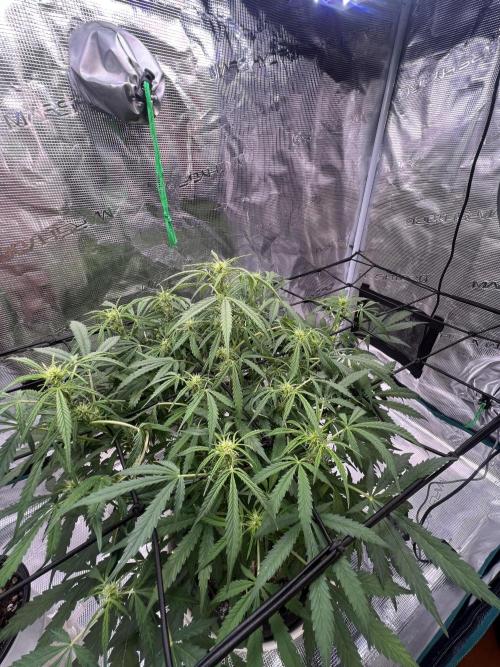 TROPICANA COOKIES. Week 7