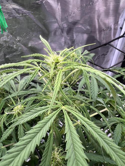 TROPICANA COOKIES. Week 7