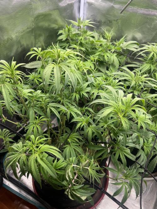 OG KUSH. Week 10
