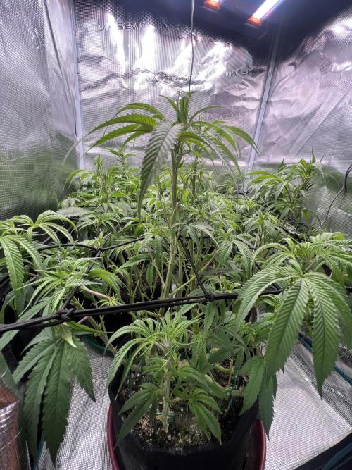 OG KUSH. Week 10