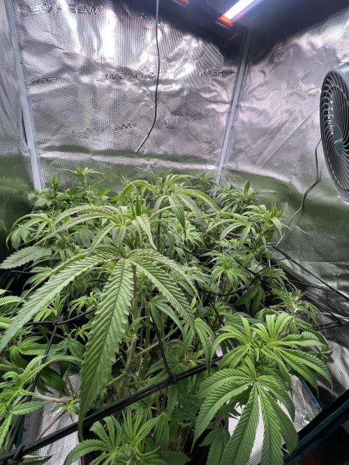 OG KUSH. Week 10