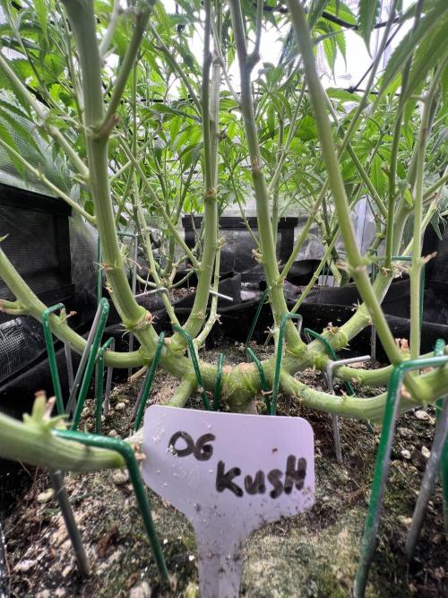OG KUSH. Week 10