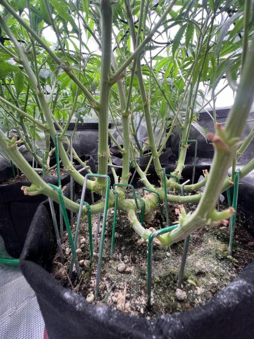 OG Kush. Week 10