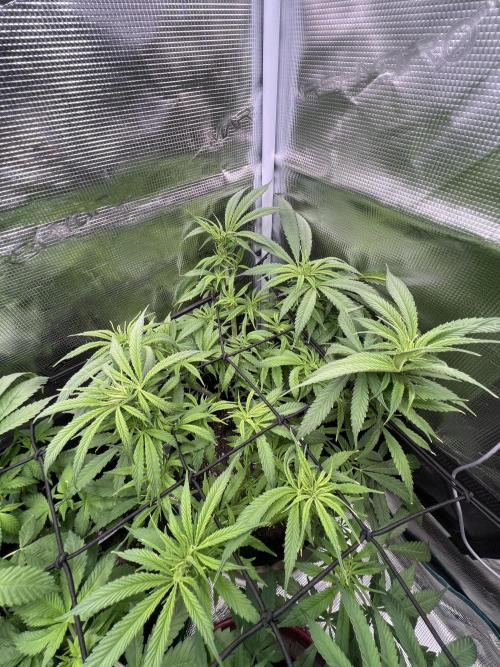 Blue Dream. Week 9