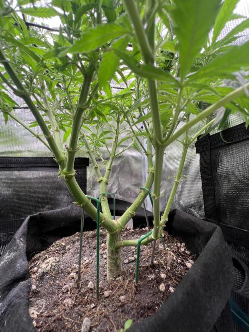 Blue Dream. Week 9