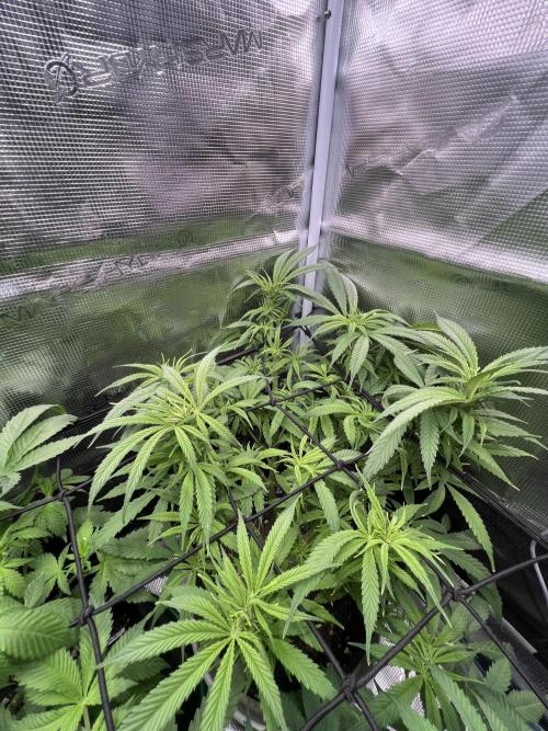 Blue Dream. Week 9