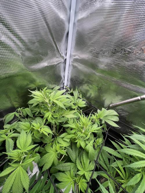 Sour Diesel. Week 9
