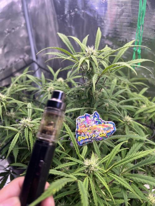 TROPICANA COOKIES. Week 6