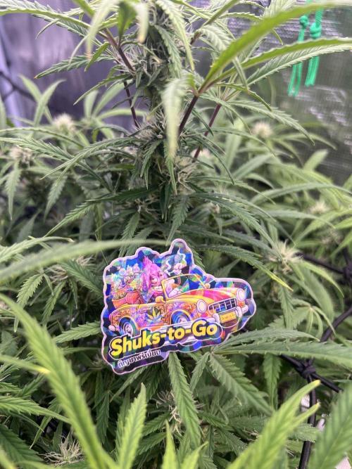 TROPICANA COOKIES. Week 6