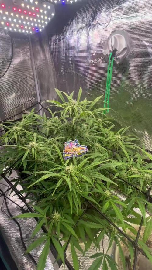 TROPICANA COOKIES