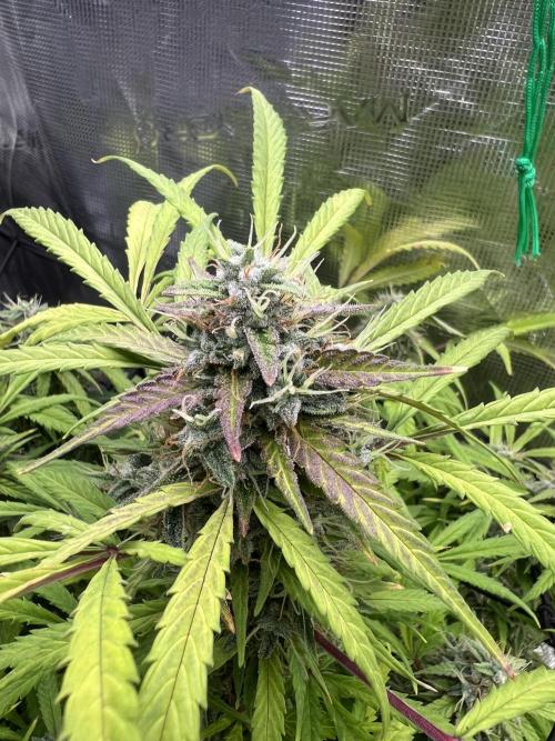 TROPICANA COOKIES. Week 8