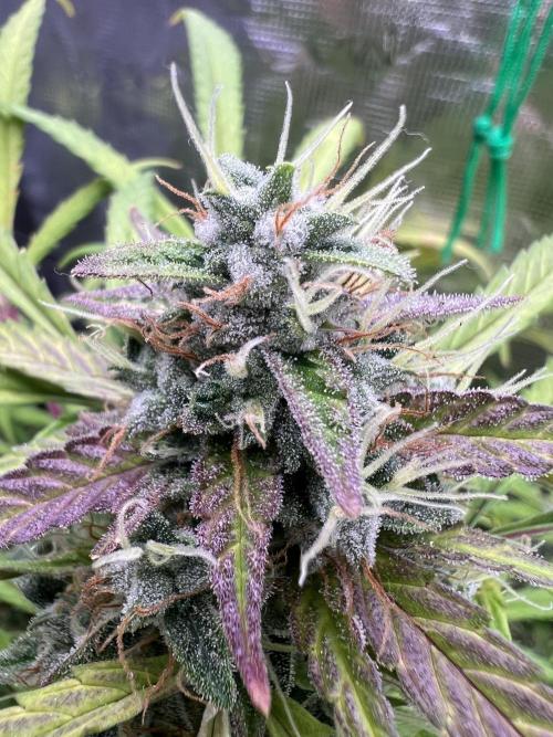 TROPICANA COOKIES. Week 8