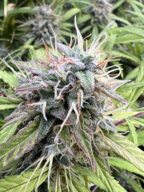 TROPICANA COOKIES. Week 8