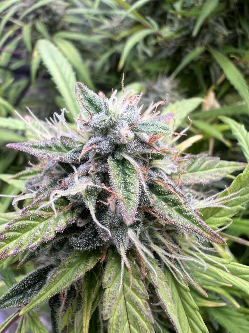 TROPICANA COOKIES. Week 8