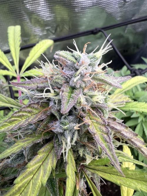 TROPICANA COOKIES. Week 8