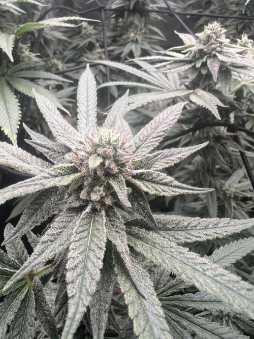 OG KUSH. Week 6