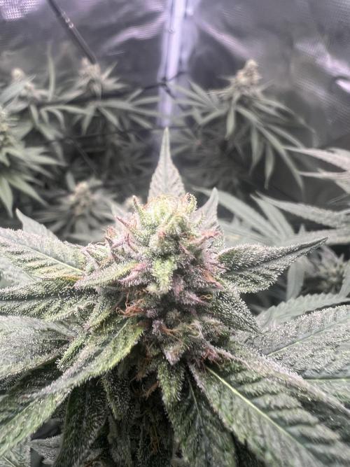 OG KUSH. Week 6