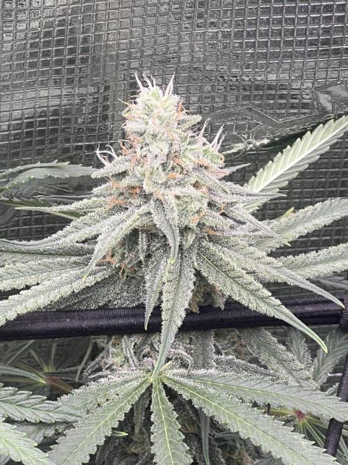 Blue Dream. Week 7