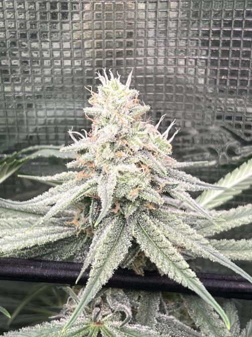 Blue Dream. Week 7