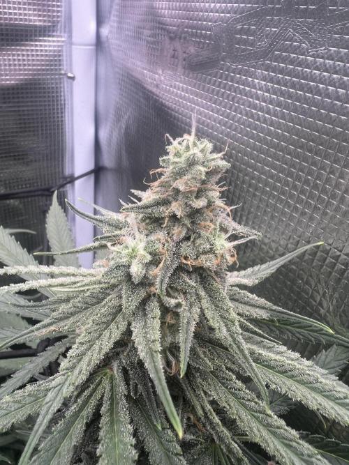 Blue Dream. Week 7