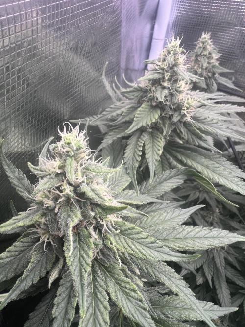 Sour Diesel. Week 5