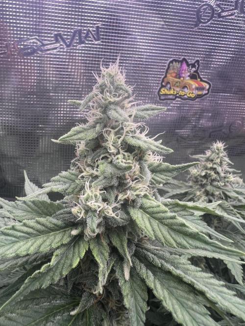 Sour Diesel. Week 5