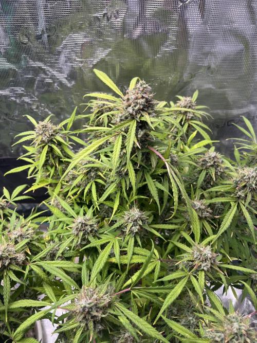 TROPICANA COOKIES. Week 9