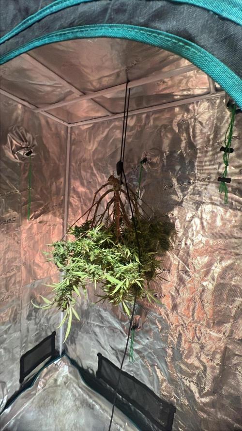 Tropicana Cookies Auto. Week 9