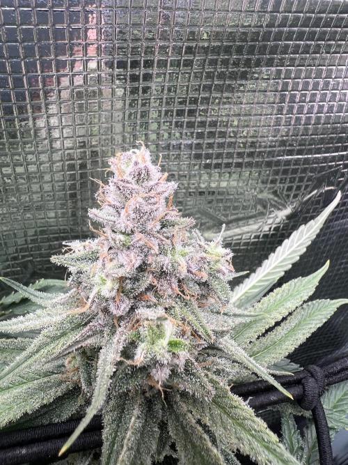 Blue Dream. Week 8
