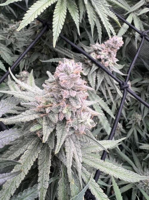 Blue Dream. Week 8