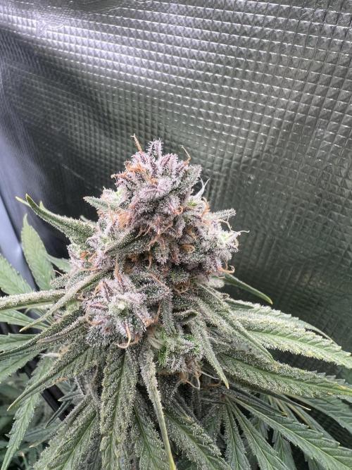 Blue Dream. Week 8
