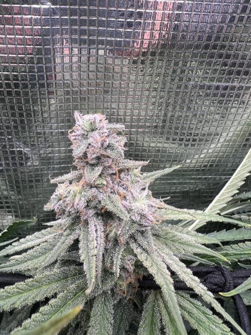 Blue Dream. Week 8
