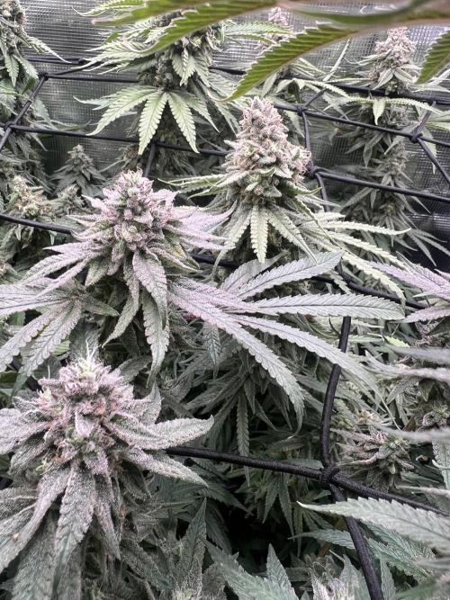 OG KUSH. Week 8
