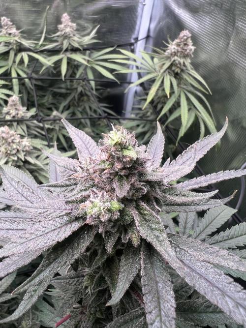OG KUSH. Week 8