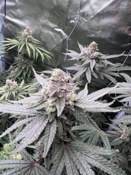 OG KUSH. Week 8