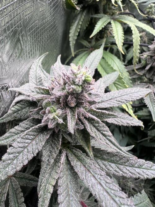 OG KUSH. Week 8