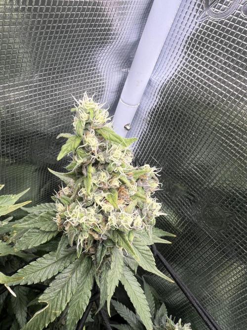 Sour Diesel. Week 8