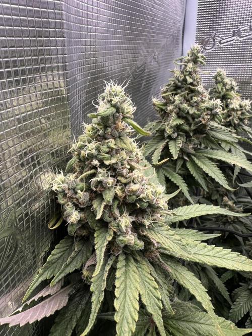 Sour Diesel. Week 8