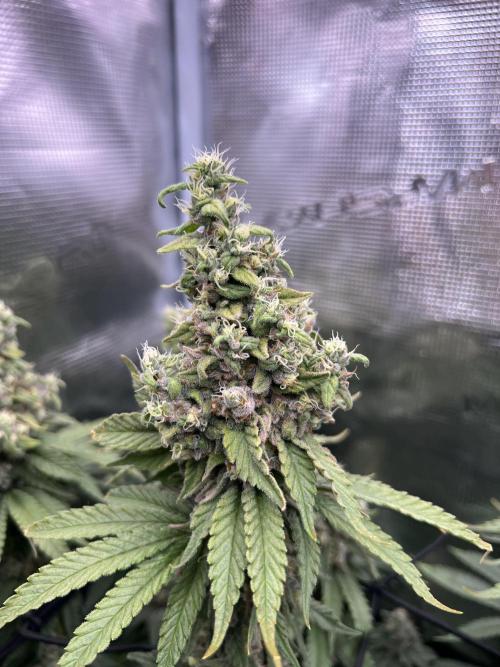 Sour Diesel. Week 8