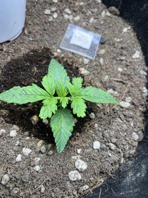 Pound Cake Auto. Week 2