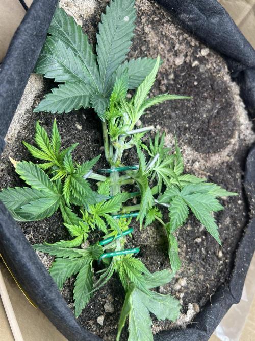 Pound Cake Auto. Week 3