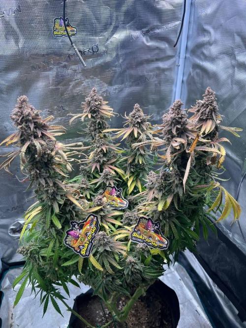 Blue Dream. Week 10