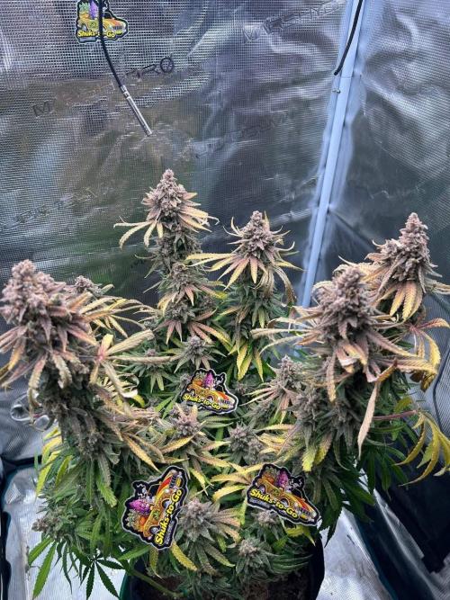 Blue Dream. Week 10