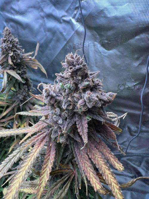 Blue Dream. Week 10