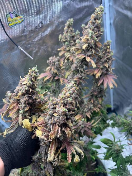 OG Kush. Week 11