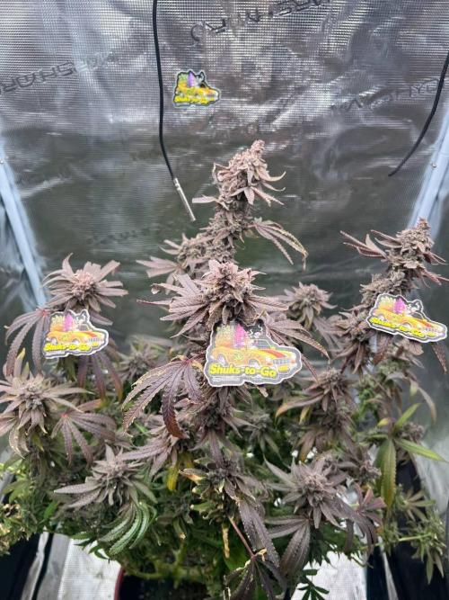 OG KUSH. Week 11
