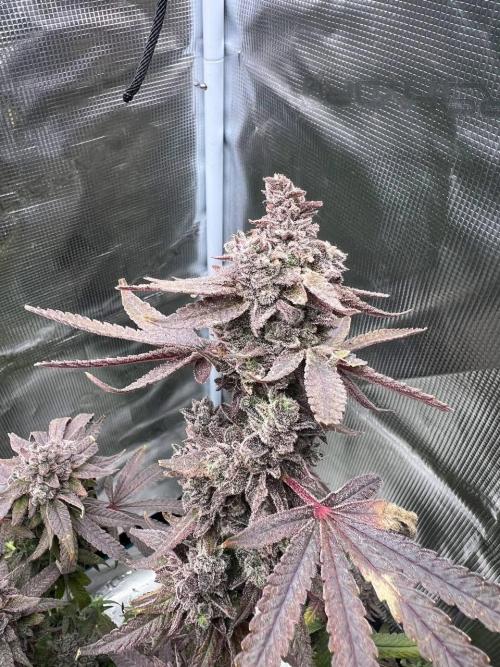 OG KUSH. Week 11