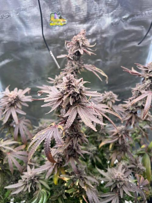 OG KUSH. Week 11