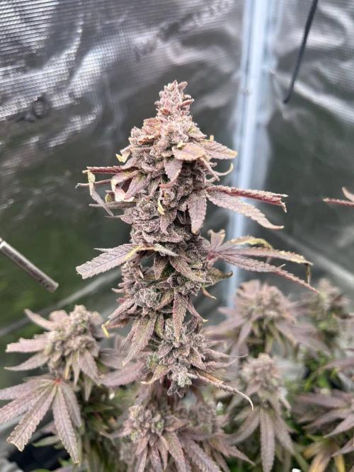 OG KUSH. Week 11
